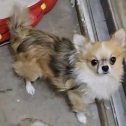 Ash - Chihuahua