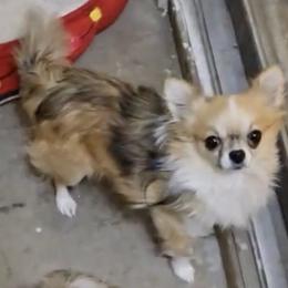 Ash - Chihuahua