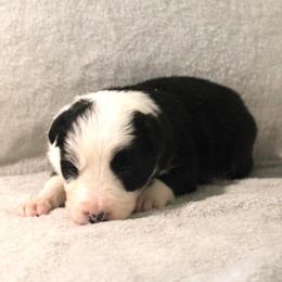 Arcee - Black and white female Border Collie puppy in Crawfordsville, Indiana from Rescued Dreams Border Collies
