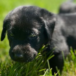Dilute Retrievers from BR Labradors, LLC