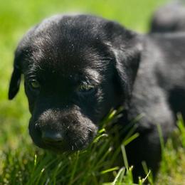 Dilute Retrievers from BR Labradors, LLC