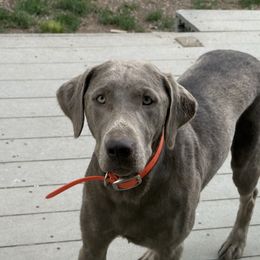 Dally - Silver female Dilute Retriever puppy in Teton County, Montana from East Front Labradors & Treasure State Schnauzers