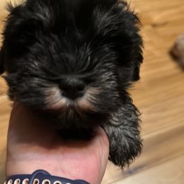 Lucy - Black and silver female Miniature Schnauzer puppy in Lockney, West Virginia from S&T Kennels