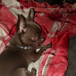 Nikki - Chihuahua