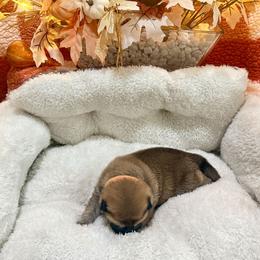 Snickerdoodle - Red male Shiba Inu puppy in Meridian, Idaho from Anko Shibas
