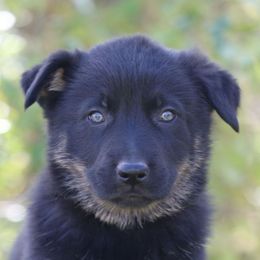 Yellow Collar - Fehu - Black and tan male German Shepherd puppy in Augusta, West Virginia from Cricket Hollow Canines