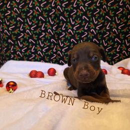 Brown - Red and rust male Doberman Pinscher puppy in Knox, Indiana from Double River Dobermans