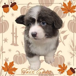 Twix - Gray and white female American Corgi puppy in Mansfield, Ohio from Moonrise corgis