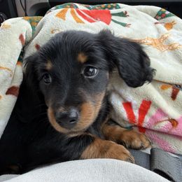 Daisy - Dachshund