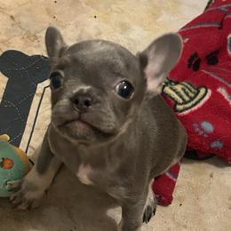 Bean (Sky Latte) - Blue female French Bulldog puppy in New Castle, Delaware from Sasha’s Elite Kennel LLC
