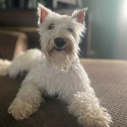 Miniature Schnauzers from Vintage Schnazuers
