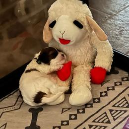 Travis - White male Cavapoo puppy in St. Louis, Missouri from Sweet Snuggles Cavapoos