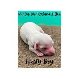 Australian Labradoodle Puppies from Jellybelly Australian Labradoodles