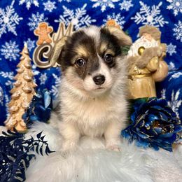 GREEN Girl - Black and tan female Pembroke Welsh Corgi puppy in Acampo, California from Rees Corgis