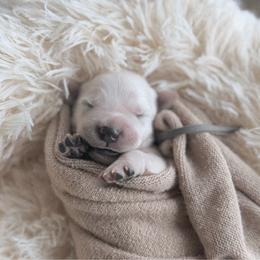 Biscuit - Gray - Light golden male Golden Retriever puppy in Noblesville, Indiana from Ivory & Pine Goldens
