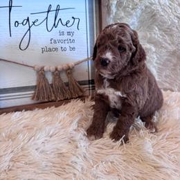 Male 2 - Red  male Goldendoodle puppy in Bucyrus, Missouri from Hill Top Pomskies