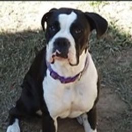Ollie - Boxer