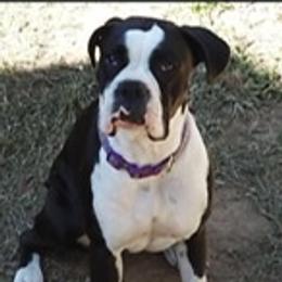 Ollie - Boxer