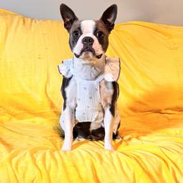 Murphy - Boston Terrier