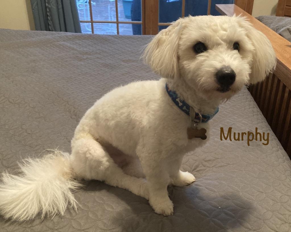 Murphy