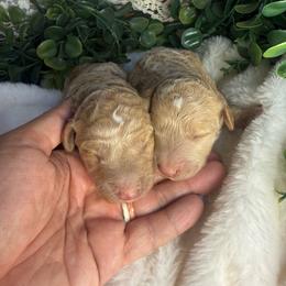 Poodle puppies from Ewing Acres