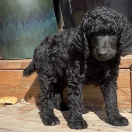 Poodle Puppies from Casey's AKC Standard Poodles