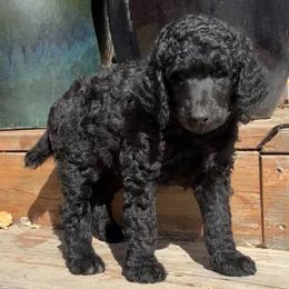 Poodle Puppies from Casey's AKC Standard Poodles