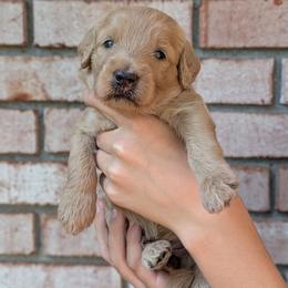 Purple - Apricot female Goldendoodle puppy in Prattville, Alabama from Jericho Junction Doodles and Poodles