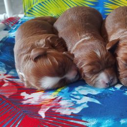 Cavapoo puppies from Adorable Mini Doodles LLC