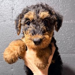 Red aka Teddy - Black and tan male Airedale Terrier puppy in Mooresville, North Carolina from Farm 55