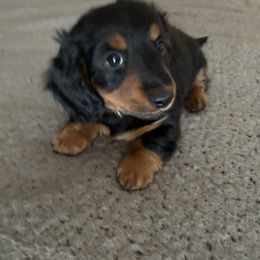 Mr Waterford - Black and tan male Dachshund puppy in Hobart, Indiana from Cogsworth Cromwell Dachshunds of NW Indiana