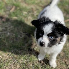 Sporty Mix Puppies from Ebonheart Kennel