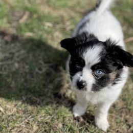 Sporty Mix Puppies from Ebonheart Kennel