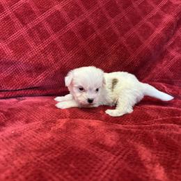 Spot - Black and white male Coton de Tulear puppy in Avery Creek, North Carolina from AVLCOTONLOVE