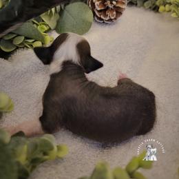 Chinese Crested Puppies from Crestie Charm Cottage