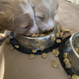 Sheepadoodle Puppies from Sarah Pearl’s Mini Sheepadoodles