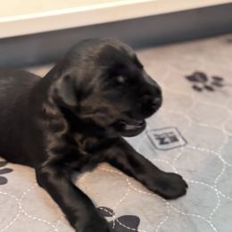 Girl 3 - Black female Giant Schnauzer puppy in Bois D’arc, Missouri from Down Low Kennels formerly LNL’s Giant Schnauzers and T9 Giants