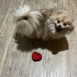 Pomeranians from Glover’s Poms