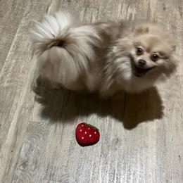 Pomeranians from Glover’s Poms
