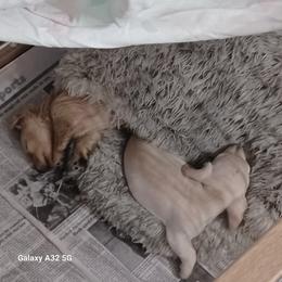 Thelma-Limited - Cream female Dachshund puppy in Frankfort, Kentucky from Gigi's Dachshunds