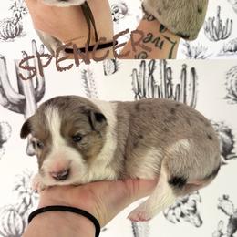 Spencer - Blue merle male Border Collie puppy in Sanger, California from Flying M Cactus Ranch Buddies