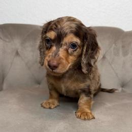 Winnie - Dapple male Dachshund puppy in Aubrey, Texas from Dollhouse Doxies LLC