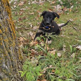 German Shepherd Puppies from Von Thomson Haus