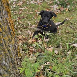 German Shepherd Puppies from Von Thomson Haus