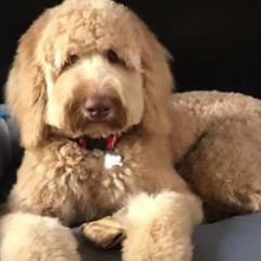 Bearded Retrievers from Georgia Doodle Dogs