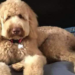 Bearded Retrievers from Georgia Doodle Dogs