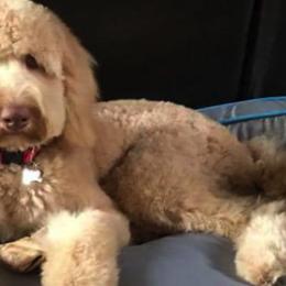 Bearded Retrievers from Georgia Doodle Dogs