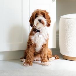 Millie - Australian Labradoodle