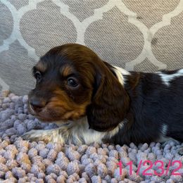 Gypsy Girl 1 - Chocolate and tan female Dachshund puppy in Joshua Tree, California from Desert Dreams Ranch