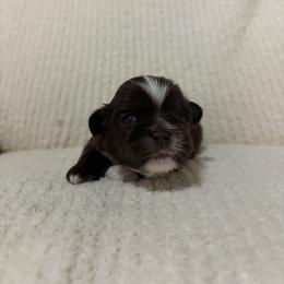 Clover - Black and white male Shih Tzu puppy in Manahawkin, New Jersey from Lilly’s Seashore Shih Tzus